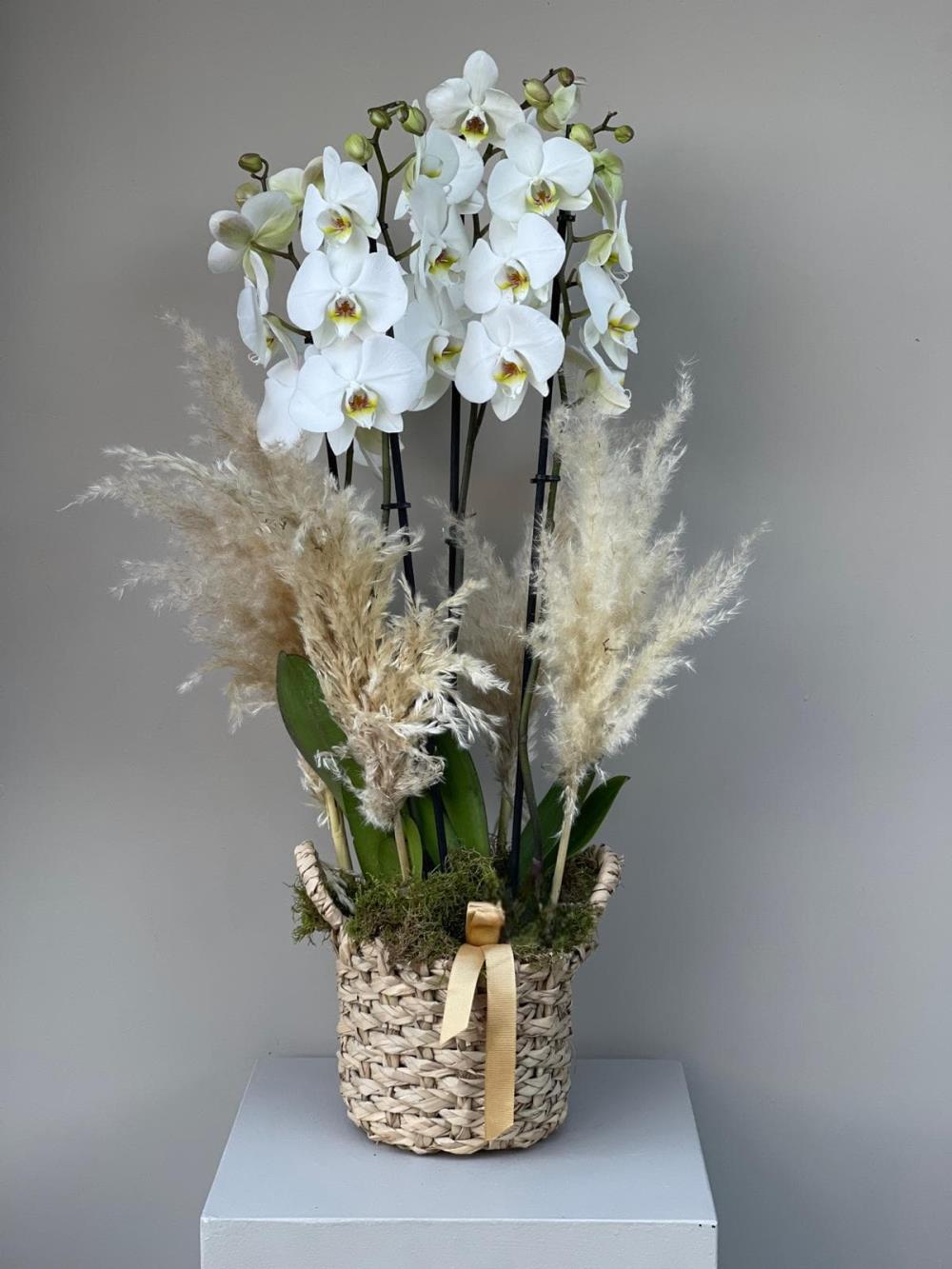 White Pampas Shine 4 Dallı 
